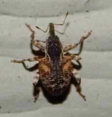 Conotrachelus anaglypticus