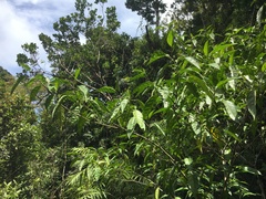 Solanum viridifolium