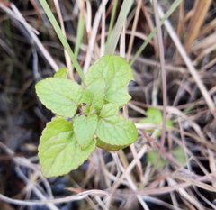 Conoclinium coelestinum