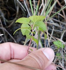 Conoclinium coelestinum