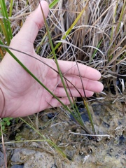 Juncus megacephalus