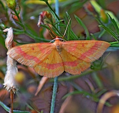 Rhodostrophia discopunctata