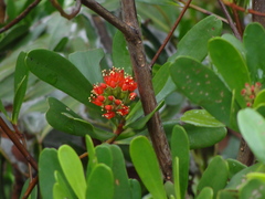 Lumnitzera littorea