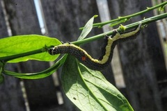 Bastilla joviana