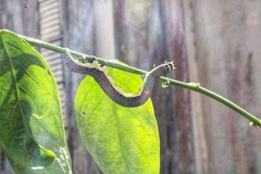 Bastilla joviana