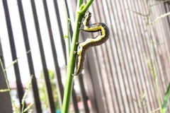 Bastilla joviana