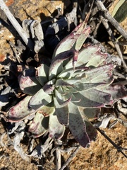 Dudleya ingens