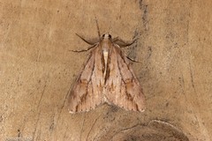 Pseudocoremia lupinata