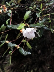 Eucryphia lucida