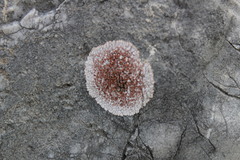 Squamulea galactophylla