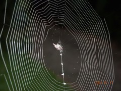 Gasteracantha milvoides