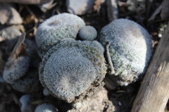 Epithelantha greggii