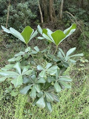 Cussonia thyrsiflora