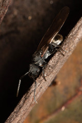 Polyrhachis erato
