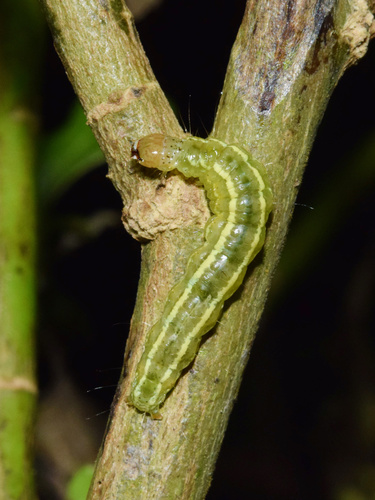 Cucumber Moth