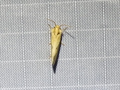 Acrolophus laticapitana