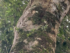 Gastrochilus retrocallus