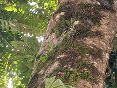 Gastrochilus retrocallus