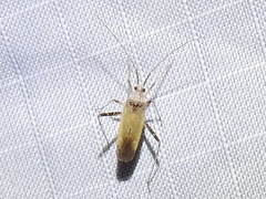 Phytocoris planituberis