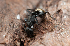 Polyrhachis erato
