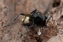 Polyrhachis erato