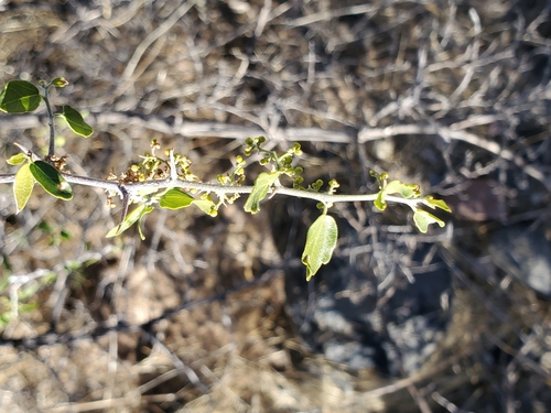 Image of Colubrina californica by (c) Bob Miller, some rights reserved (CC BY)