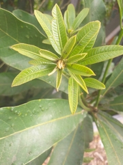 Rauvolfioideae