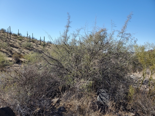 Image of Colubrina californica by (c) Bob Miller, some rights reserved (CC BY)