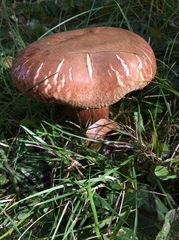Paxillus