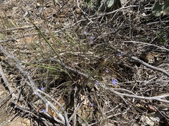 Wahlenbergia luteola