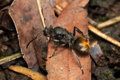 Polyrhachis vermiculosa