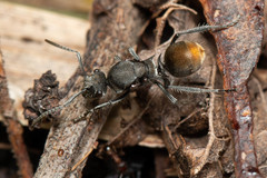 Polyrhachis vermiculosa
