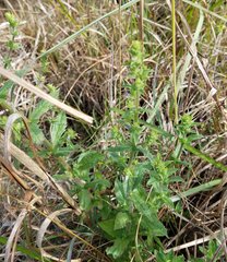 Stemodia durantifolia