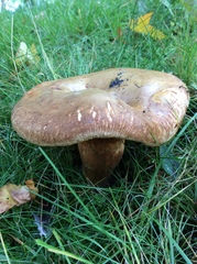 Paxillus
