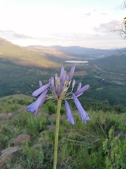 Agapanthus inapertus
