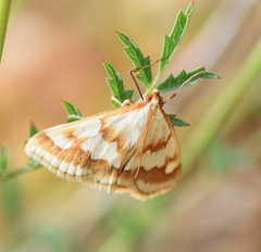 Ephelis cruentalis