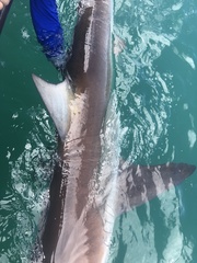 Carcharhinus brachyurus