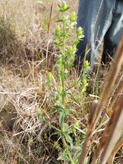 Stemodia durantifolia