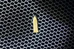 Mesophleps albilinella