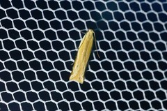 Mesophleps albilinella
