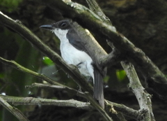 Hemipus hirundinaceus