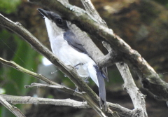 Hemipus hirundinaceus