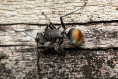 Polyrhachis vermiculosa