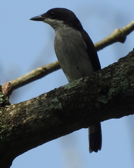 Hemipus hirundinaceus