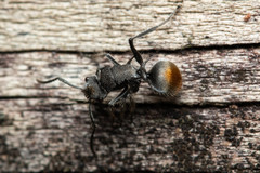 Polyrhachis vermiculosa