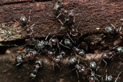 Iridomyrmex rufoniger