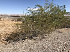 Prosopis glandulosa torreyana