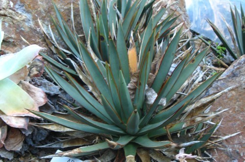 Agave X arizonica