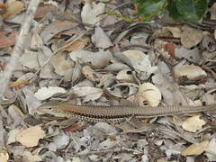 Pholidoscelis chrysolaemus