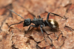 Polyrhachis erato